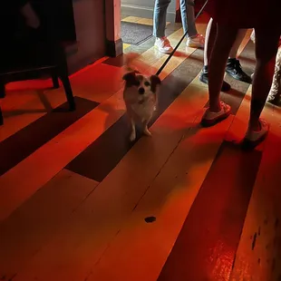 a small dog on a leash