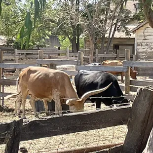 Is that Coby Cattle?  Two are Texas Longhorn,   The one with the Giant Horns is from Africa.