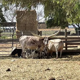 African Watusi Bull and Cow
