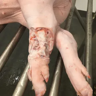 Employee cut-off this infection part of the pig.