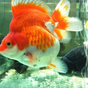 Nice fish tank lol