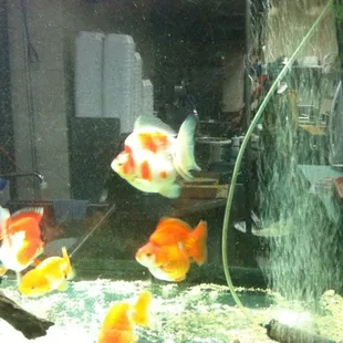 Fat goldfish! Lol