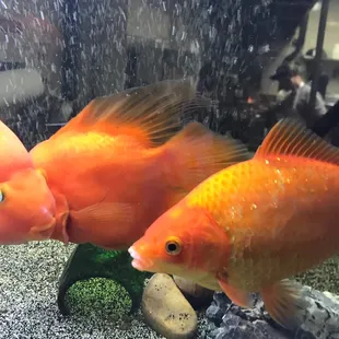 Lovely goldfish!