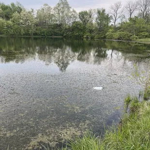 Pond at Fisherman Park