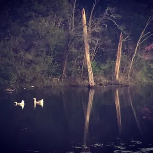 Ducks in the pond