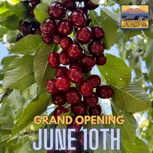 We are OPEN for the 2023 Cherry U-Pick. Bring Your Family To Pick Your Own Fruit.