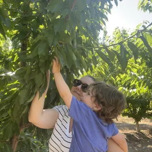 One year old picking cherries