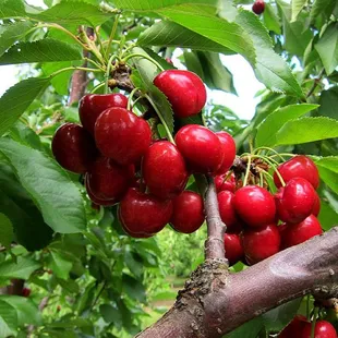 Beautiful cherries!