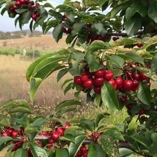 Delicious and healthy cherries!