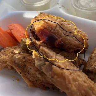 This is a picture of the live cockroach that was in my chicken wings.