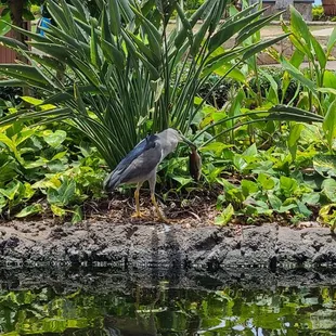 Bird and fish and nature and water