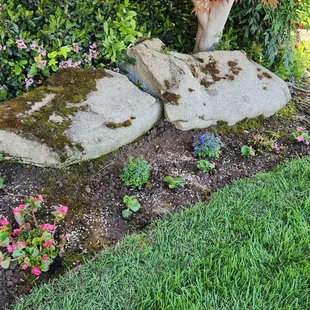 Another view of new plants