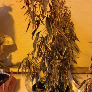 a potted marijuana plant on a counter