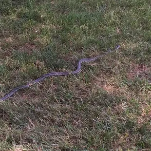 Watch out for snakes...