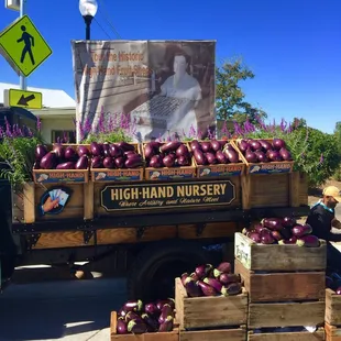 High Hand nursery get your free eggplant