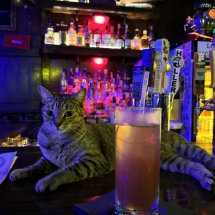 Loose canon - their version of French 75 with their cat Bobbi