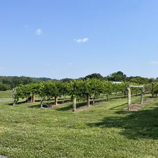 Vineyards on site