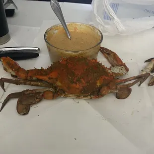 Bout to tear into this fella right here.