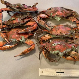 Huge crabs!!