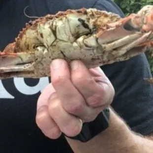 Large size blue crabs