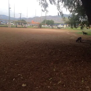 Lots of room for dogs to play at the dog park!
