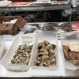 Clams and oysters