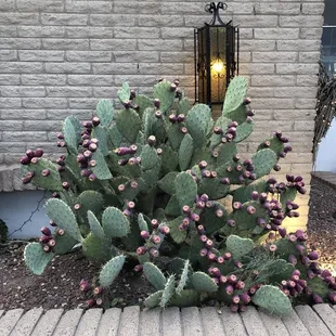 Beautiful cactus outside Los Arcos Restaurant in Truth or Consequences, New Mexico