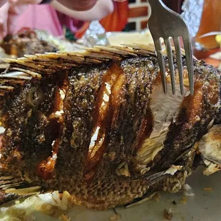 The tilapia.