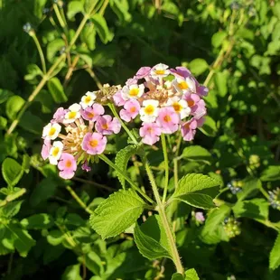 Flowers outside of the restaurant. 8/20/2021