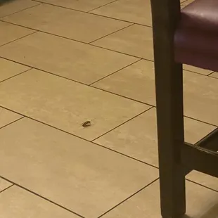 one of many FULL GROWN roaches we saw last night