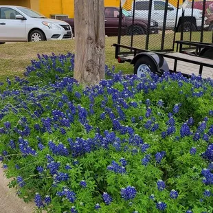 Bluebonnets in the parking lot