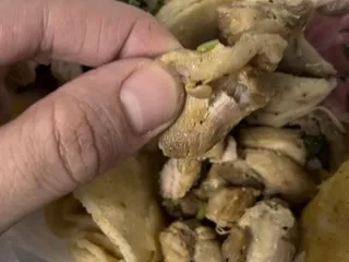 TacoSon