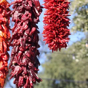 dried chili hanging from a wire