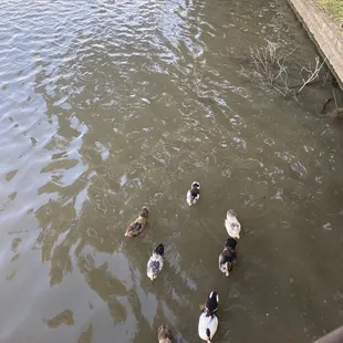 ducks swimming in a pond