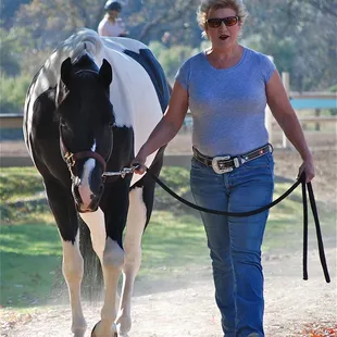 All disciplines, Hunter/Jumper, Dressage, Western, Endurance, etc.