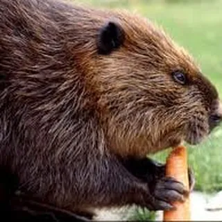 Beaver S.