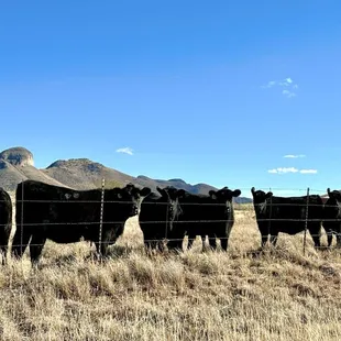 Friendly creatures as we approached the establishment