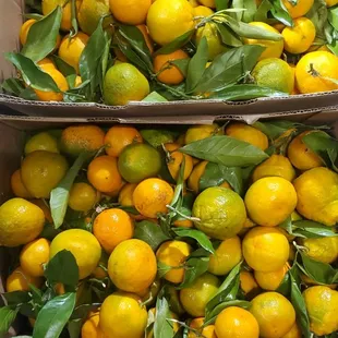 two boxes of oranges