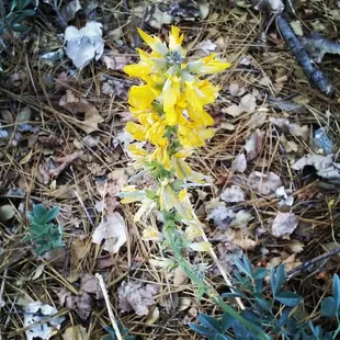 Yellow lupine