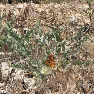 Beautiful butterflies