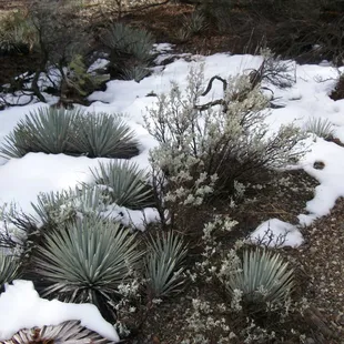 Snow with yucca
