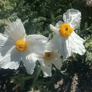 Prickly poppies