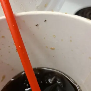 Had to post  this when its the 3rd time that happen. Soda with extra ants