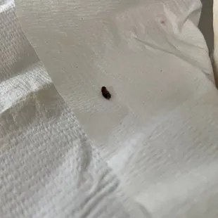 a bed bug on a piece of paper