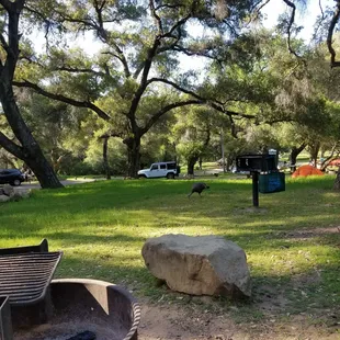 Fire pits and a turkey