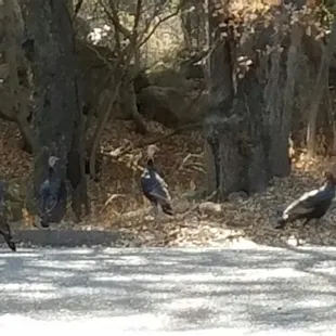 Wild turkeys roaming the campgrounds
