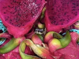 Pueblo Fruits