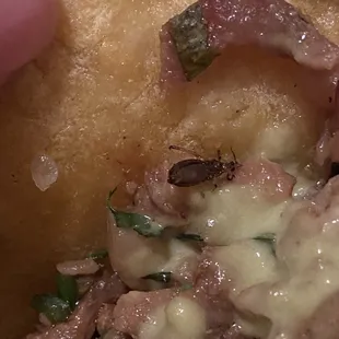 4 tacos going to waste after seeing this bug in a taco.