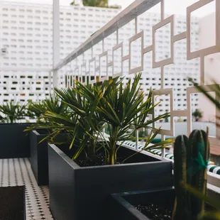 potted plants on a balcony