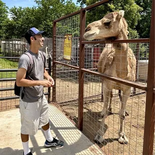 Saying hello to a camel